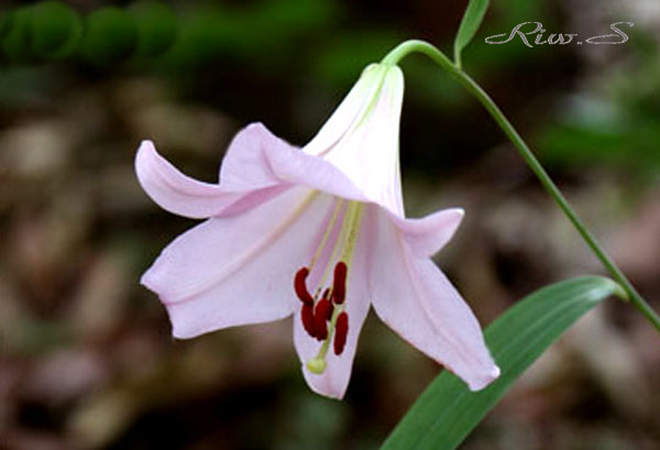 今日の花・夏・・笹百合(ささゆり)2019・・日本が誇る固有種