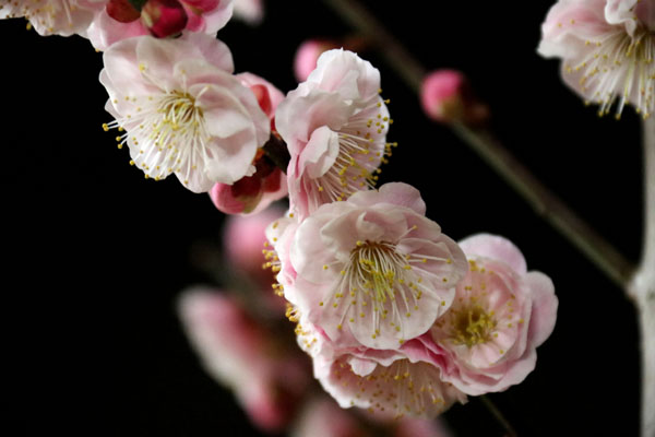 花梅 見驚 けんきょう 梅の女王か 見た人は花の見事さにみな驚く というのが和名の由来 Flower Photography By Riw 311 花譜の館 花梅 見驚 けんきょう 梅の女王か 見た人は花の見事さにみな驚く というのが和名の由来 Flower Photography By Riw 311 花譜の館