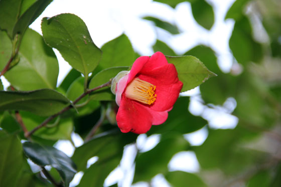 椿 つばき 日本が誇る固有種 Camellia Japonica 藪椿 やぶつばき 芦屋釜の里 花譜の館
