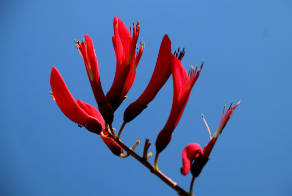 珊瑚刺桐 さんごしとう アメリカデイゴによく似た珍しい花が Erythrina Bidwillii Flower Photography By Riw ２６５ 八幡西区 花譜の館
