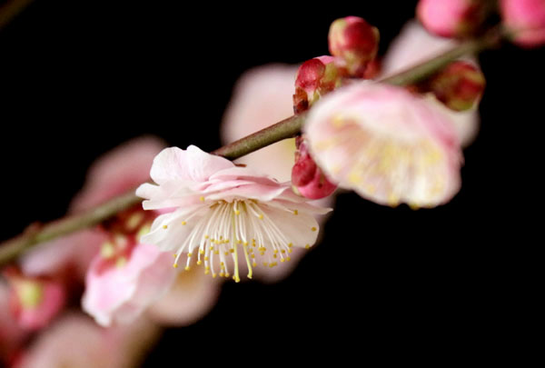 花梅 見驚 けんきょう 梅の女王か 見た人は花の見事さにみな驚く というのが和名の由来 Flower Photography By Riw 311 花譜の館 花梅 見驚 けんきょう 梅の女王か 見た人は花の見事さにみな驚く というのが和名の由来 Flower Photography By Riw 311 花譜の館