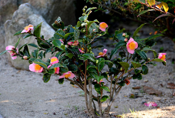 茶人の正月 炉開き 旧暦亥の月の亥の日１９ １１ １０ その時季に咲く椿 炉開き ろびらき ２０１９ Flower Photography By Riw ３９０ 庭園 芦屋釜の里 花譜の館