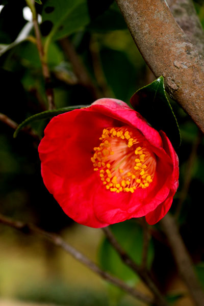 紅妙蓮寺　椿 日本の椿 紅妙蓮寺－べにみょうれんじ－ | 椿心 佐藤椿園 小さな苗木
