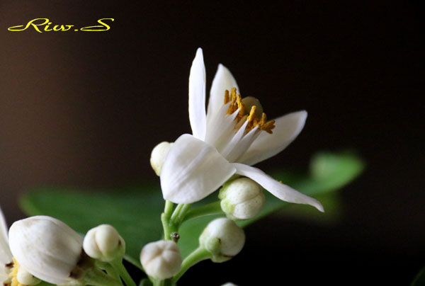 蜜柑 みかん の花 品種は 八朔 はっさく Flower Photography By Riw 343 花譜の館 蜜柑 みかん の花 品種は 八朔 はっさく Flower Photography By Riw 343 花譜の館