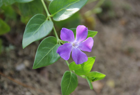 蔓日々草 つるにちにちそう ビンカ マジョール 花譜の館 蔓日々草 つるにちにちそう ビンカ マジョール 花譜の館