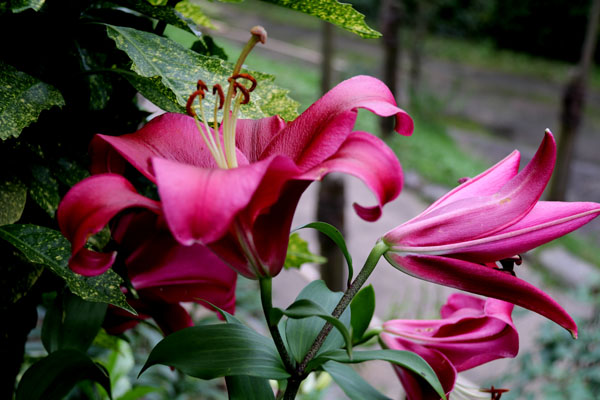 オリエンタル ユリ ルビー レッド カサブランカ ムサシ Flower Photography By Riw １ 北九州市立白野江植物公園 花譜の館