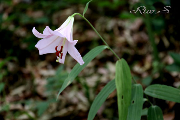 今日の花・夏・・笹百合(ささゆり)2019・・日本が誇る固有種