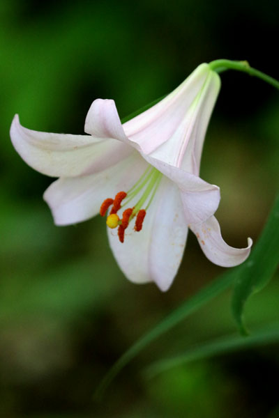 今日の花・夏・・笹百合(ささゆり)2018・・愛すべき日本の固有種