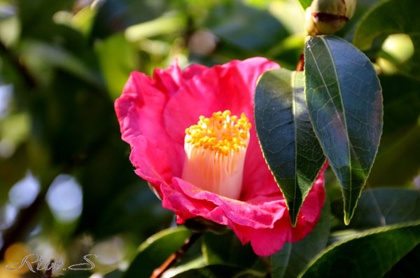 椿の江戸古種 白玉絞り しらたましぼり 2019 Flower Photography By Riw 398 北九州市立総合農事センター 小倉南区 横代東町 花譜の館 椿の江戸古種 白玉絞り しらたましぼり 2019 Flower Photography By Riw 398 北九州市立総合農事センター 小倉南区 横代東町 花譜の館