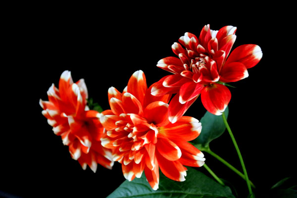 紅白大輪 ダリーナマキシ シリーズ タンビコか Flower Photography By Riw 78 花譜の館