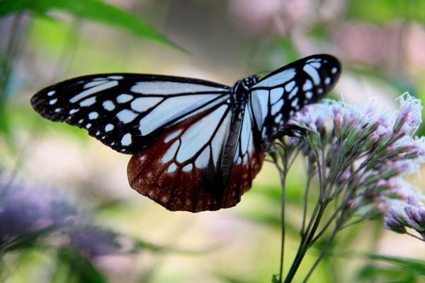 水彩画　ジクレー版画「アサギマダラと藤袴」 水彩画 ジクレー版画「アサギマダラと藤袴」 水彩画 ジクレー