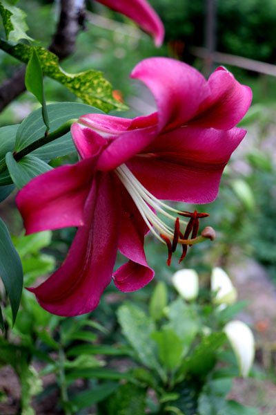 オリエンタル ユリ ルビー レッド カサブランカ ムサシ Flower Photography By Riw １ 北九州市立白野江植物公園 花譜の館