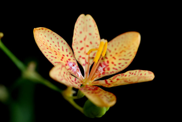 檜扇 ひおうぎ ２０１８ 扇状の葉とよく調和した橙色に赤い斑入りの小輪の６弁花 Flower Photography By Riw ２３２ 花譜の館