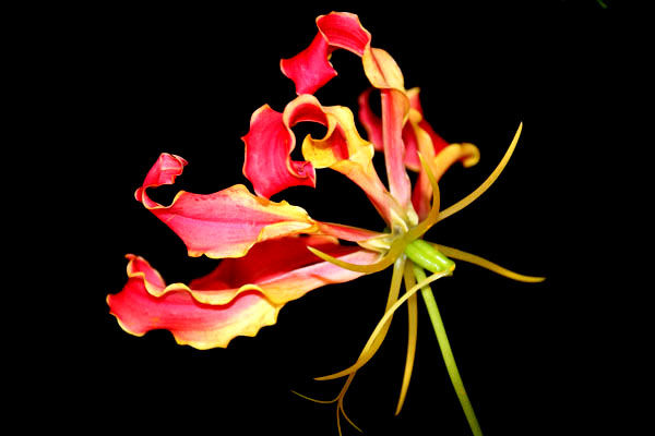狐百合 きつねゆり こと グロリオサ Gloriosa Flower Photography By Riw 41 花譜の館