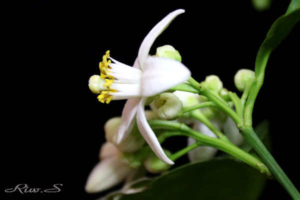 蜜柑 みかん の花 品種は 八朔 はっさく Flower Photography By Riw 343 花譜の館 蜜柑 みかん の花 品種は 八朔 はっさく Flower Photography By Riw 343 花譜の館