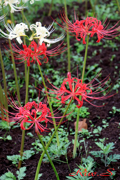 彼岸花(ひがんばな)こと[曼珠沙華(まんじゅしゃげ)]2019