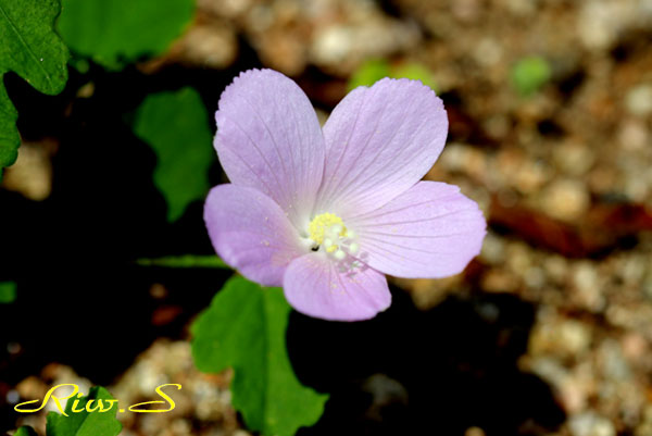 ハイビスカス ロバツス Hibiscus Lobatus 珍しい這い性原種系のハイビスカス Flower Photography By Riw 371 北九州市立白野江植物公園 入り口広場 花譜の館 ハイビスカス ロバツス Hibiscus Lobatus 珍しい這い性原種系のハイビスカス Flower Photography By Riw 371 北九州市立白野江植物公園 入り口広場 花譜の館