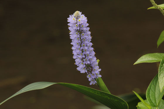 長葉水葵 ながぱみずあおい 北九州市立白野江植物公園 花譜の館
