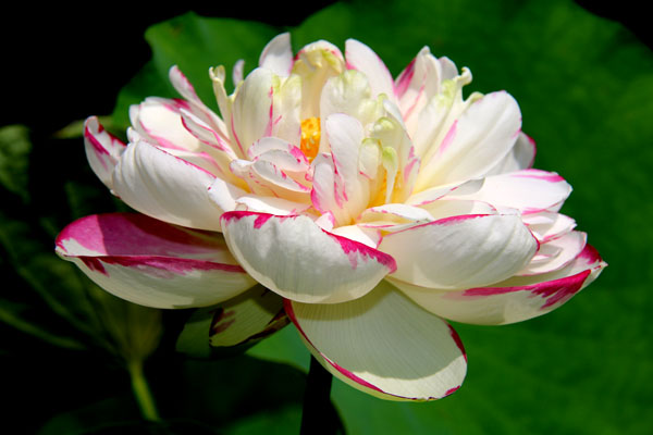 蓮(はす) の花-大酒錦(たいせいきん・たいしゅきん)- 唯一の斑入り