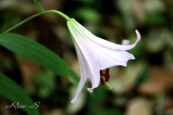 今日の花・夏・・笹百合(ささゆり)2019・・日本が誇る固有種