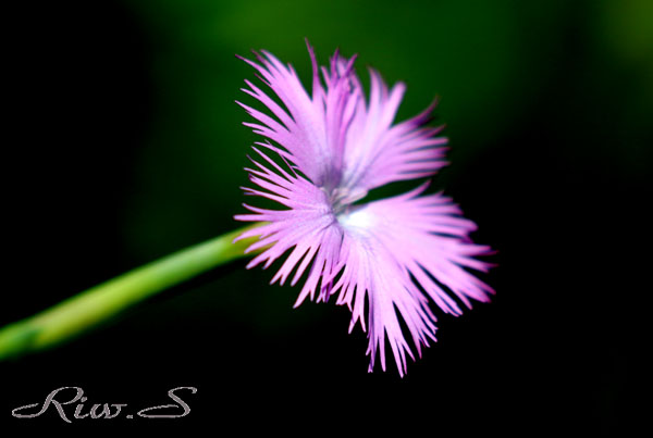 大和撫子 やまとなでしこ こと河原撫子 かわらなでしこ ２０１９ Flower Photography By Riw ３７３ 北九州市立白野江植物公園 花譜の館