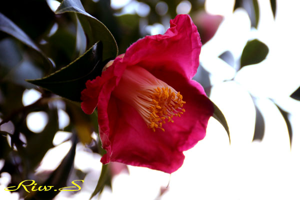 椿の江戸古種 白玉絞り しらたましぼり 2019 Flower Photography By Riw 398 北九州市立総合農事センター 小倉南区 横代東町 花譜の館 椿の江戸古種 白玉絞り しらたましぼり 2019 Flower Photography By Riw 398 北九州市立総合農事センター 小倉南区 横代東町 花譜の館