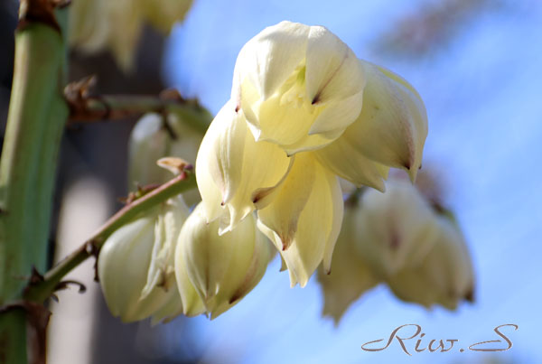 厚葉君が代蘭 あつばきみがよらん ユッカ グロリオーサ ２０１９ Flower Photography By Riw ３９５ 北九州市立総合農事センター 花譜の館