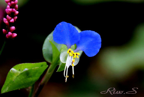 露草 つゆくさ ２０１９ 早朝に咲きだして午後にはしぼむ一日花 Flower Photography By Rw ３８４ 北九州市立白野江植物公園 花畑 花譜の館