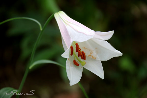 今日の花・夏・・笹百合(ささゆり)2019・・日本が誇る固有種
