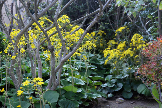 石蕗 つわぶき の花 芦屋釜の里 花譜の館 石蕗 つわぶき の花 芦屋釜の里 花譜の館