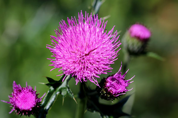 野薊 のあざみ ２０１６ 花の谷にて 渡りの蝶 浅葱斑 あさぎまだら １頭を目撃 ５ ２２ 北九州市立白野江植物公園 花譜の館