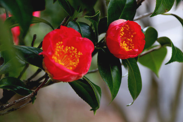 紅妙蓮寺　椿 椿 「紅妙蓮寺」品種紹介 | 椿心 佐藤椿園 小さな苗木から古木にいたる