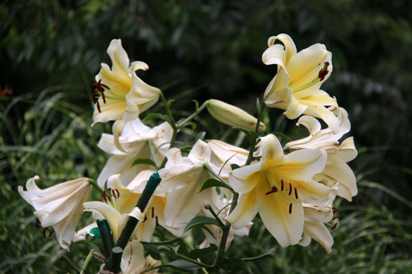 ゴールド 花と波の彫刻 カフリンクス ゴールド 花と波の彫刻