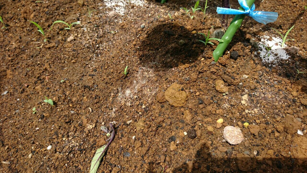 土作り と 畝作り とは 目指せ地産地消 Treasure 宝物
