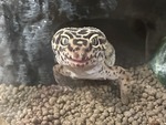 浅井恋乃未_ヒョウモントカゲモドキ1