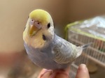 浅井恋乃未_セキセイインコ1