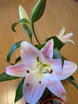 PXL_20261006_031534766