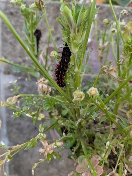 PXL_20260610_074807742
