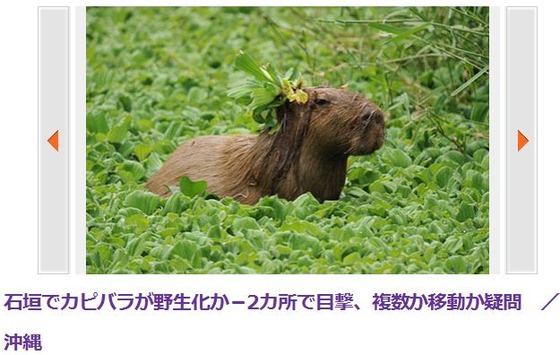 キャプチャ