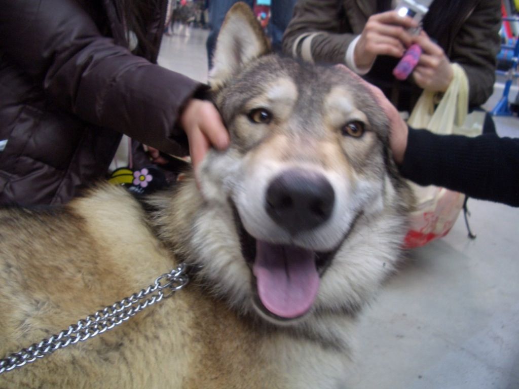 画像あり 犬って目が合うと凄い顔して見つめて来るよねｗｗｗｗｗ ラジック