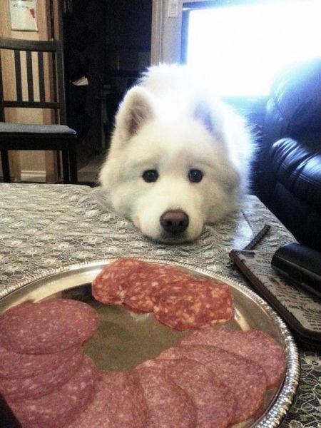 daily_picdump_1471_640_12