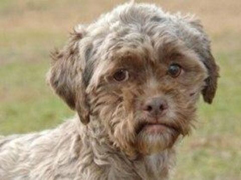 速報 新たなガイジ犬 見つかるｗｗｗｗ ラジック