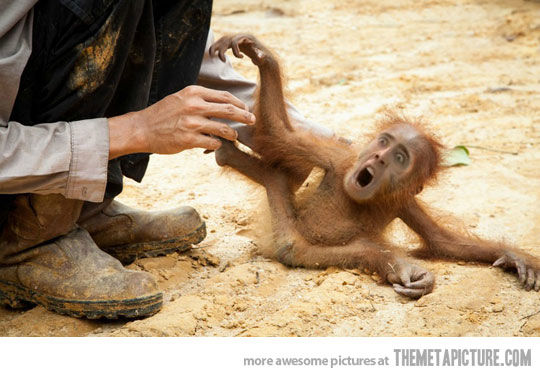 funny-Nicolas-Cage-monkey