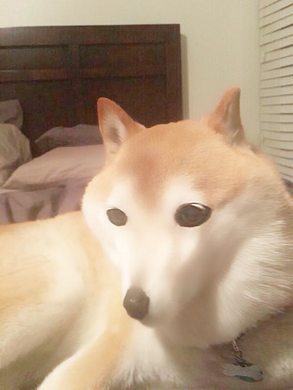 速報 新たなガイジ犬 見つかるｗｗｗｗ ラジック