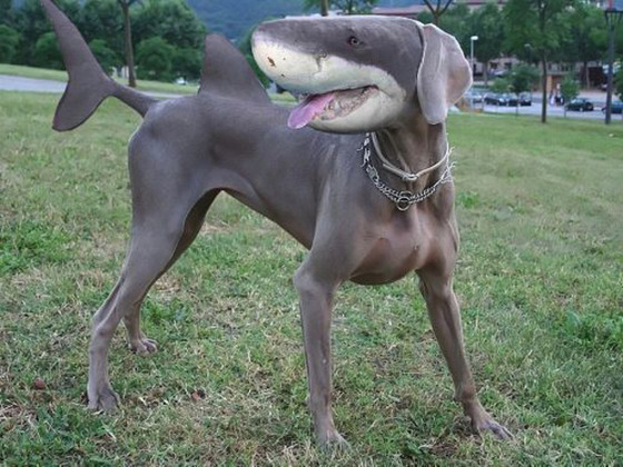 hybrid-animals14