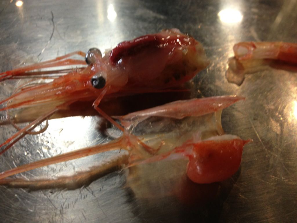 閲覧注意 新潟産の甘エビがちょと変なんだけど ラジック