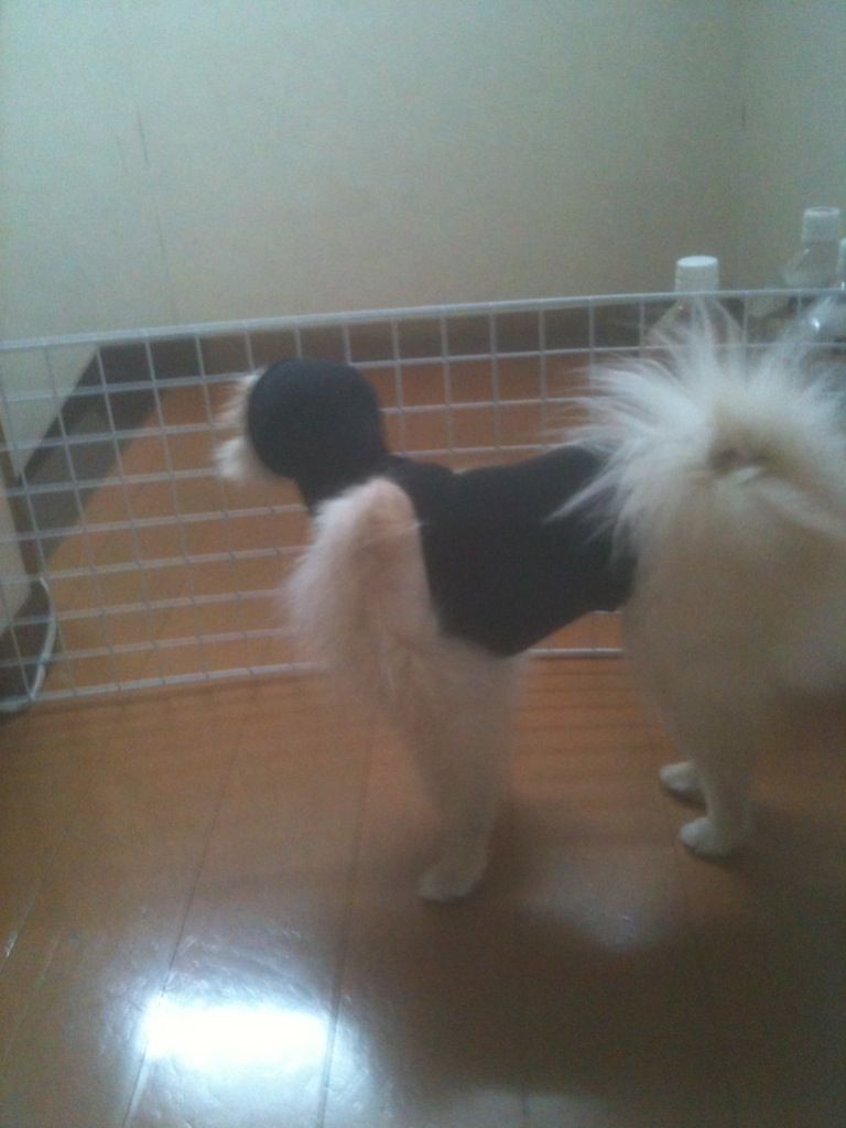 うちの犬にタイツ着せたらキモくなってワロタwwww ラジック うちの犬にタイツ着せたらキモくなってワロタwwww ラジック