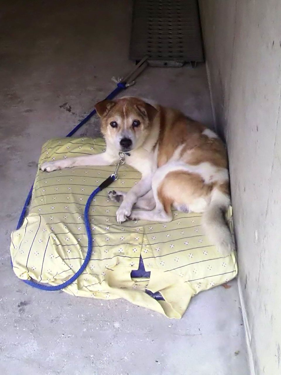 実家の犬が死んだ ラジック 実家の犬が死んだ ラジック