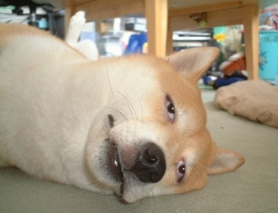 画像あり 犬って目が合うと凄い顔して見つめて来るよねｗｗｗｗｗ ラジック