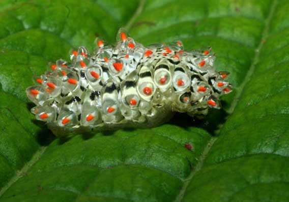 閲覧注意 ゼリーみたいな神秘の透明イモムシ ラジック